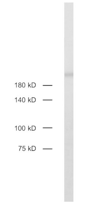 HS-488 005.png