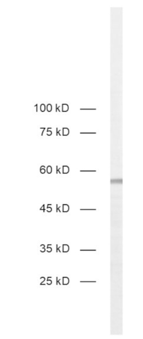 HS-511 008.png