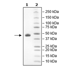 BPS-11372.jpg