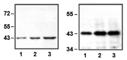 BPS-25004.jpg