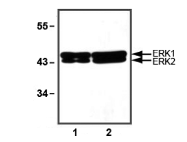BPS-25006.jpg