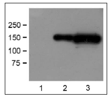 BPS-25008.jpg