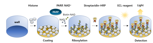 PARP-2.png