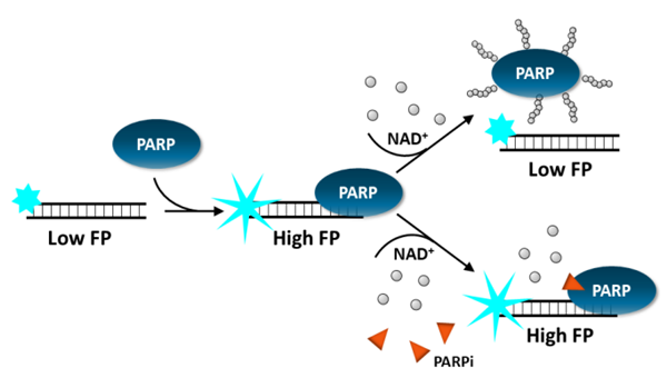 PARP-4.png