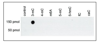 BPS-25200.jpg