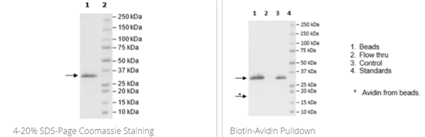 JAK2(V617F,W659A,W777A,F794H),His Avi標簽,生物素標記重組