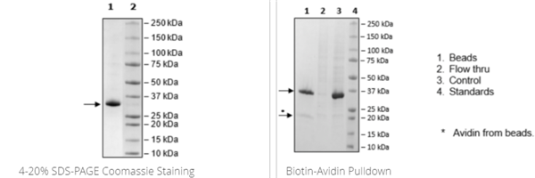  JAK2(W659A,W777A,F794H)(JH2結構域),His Avi標簽,生物素標記重組