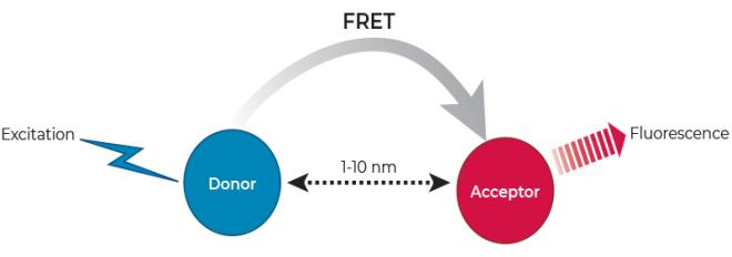 FRET.png