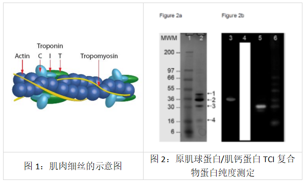 原肌球蛋白/原肌球調節蛋白復合物,牛心臟