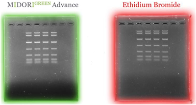 Liposoma BV-Midori Green Advance綠色無毒核酸染料(25000X)特色