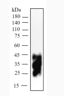 Ichorbio抗小鼠PD-1(29F.1A12)體內抗體(低內毒素)