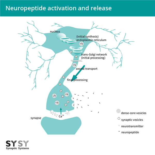 Neuropeptide-antibody-1.png