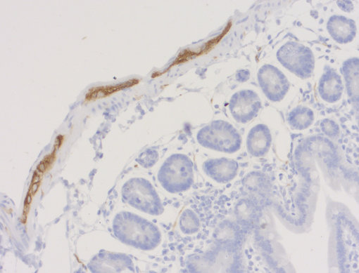 DAPI-1.png