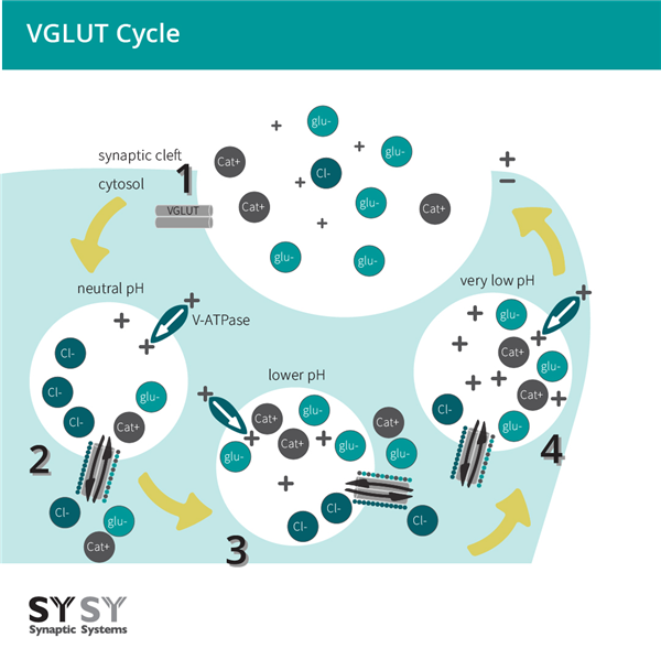 vglut cycle.png