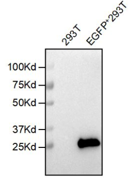 DIMA BIOTECH