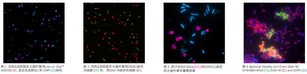 qPCR.png