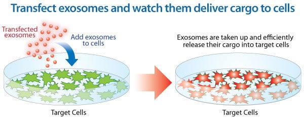 exo-fect-enables-exosome-cargo-delivery-to-cells.jpg