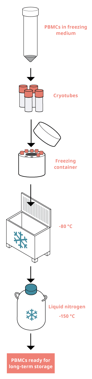 PBMCs-1.png