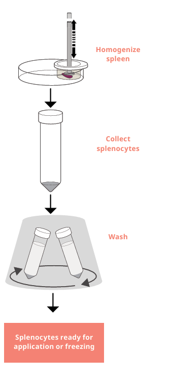Splenocytes.png