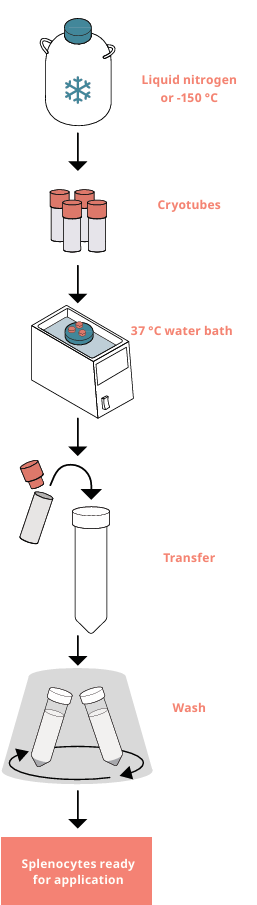 Splenocytes-2.png