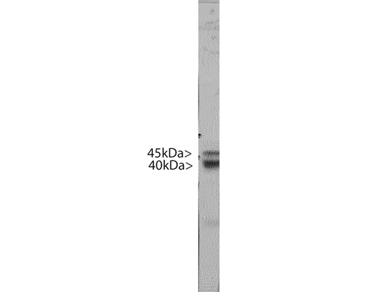 M-1648-100.jpg
