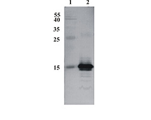 M-1676-100_WB1.jpg