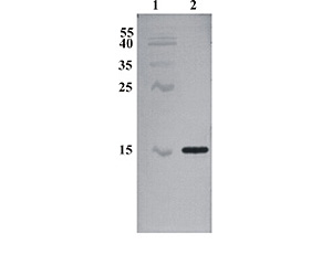 M-1677-100_WB1.jpg