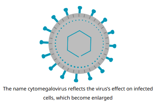 infected cells.png