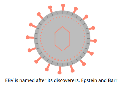 Epstein-Barr.png