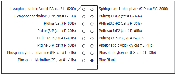 Overlay assays-5.png