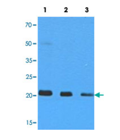 MAB10009.jpg