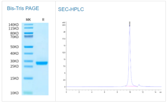 生物素化人IL-6蛋白