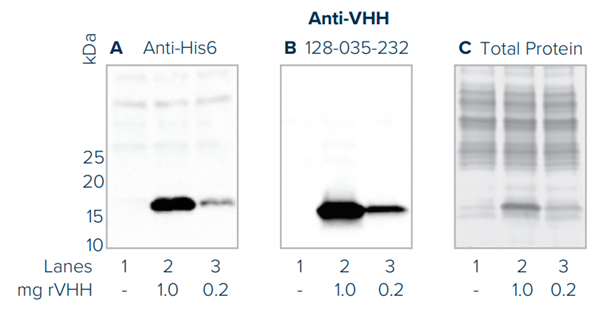 anti-VHH.png