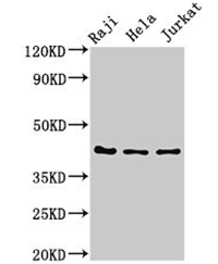 PAG 1抗體是一種針對PAG 1的兔多克隆抗體