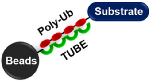 TUBE（串聯泛素結合實體）