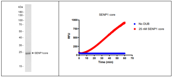 [干冰]SENP1核心結構域