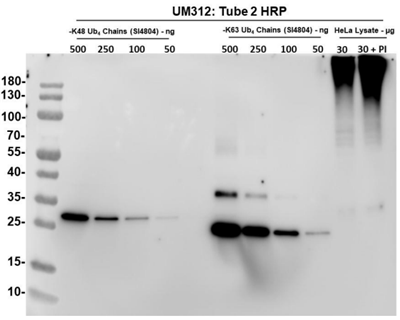 [干冰]TUBE 2(HRP標簽)