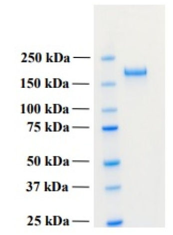 abx169308.png