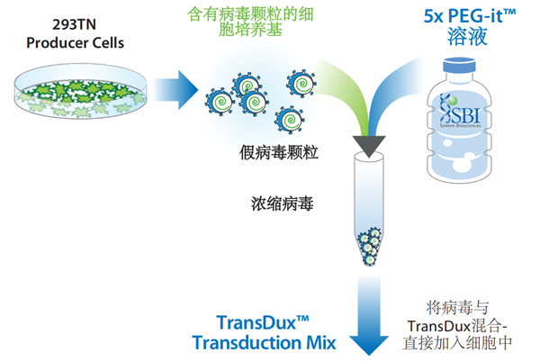 TransDux.png