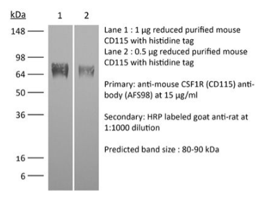 InVivoPlus抗小鼠CSF1R(CD115)