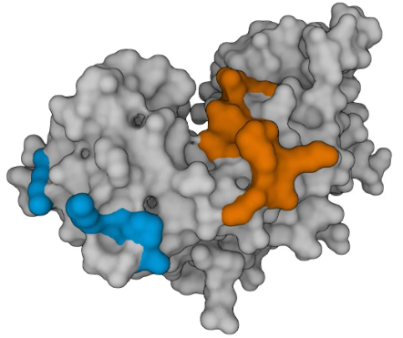 抗IFN-γmAb(1-D1K),未偶聯