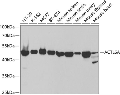 ACTL6A多克隆抗體
