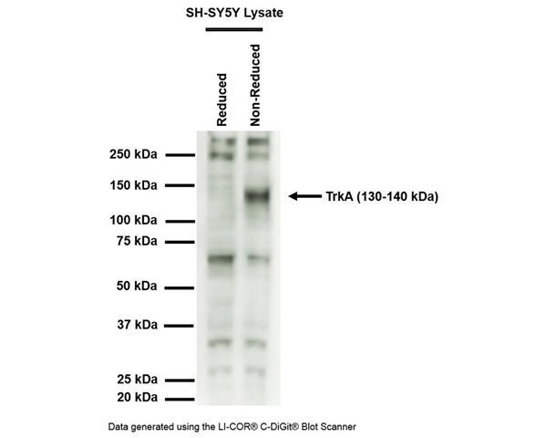 R-152-100-2.png