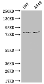 A74595-100.png