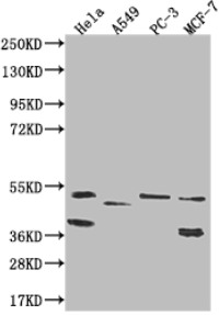A74588-100.png