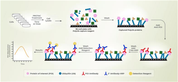 UbiQuant ELISA.png