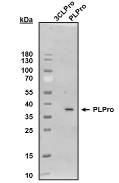PLPro多克隆抗體