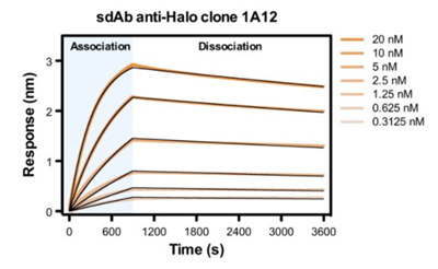 抗Halo標簽蛋白單域抗體