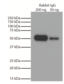 4030-01.png