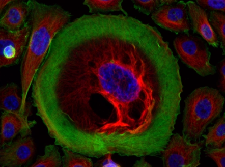 AAT Bioquest